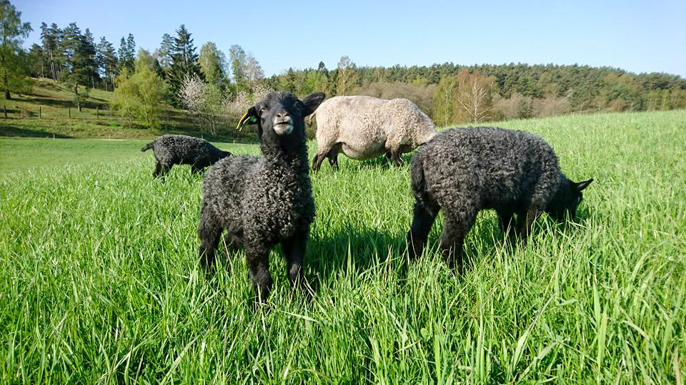 The lambs graze on the hills surrounding the farm.