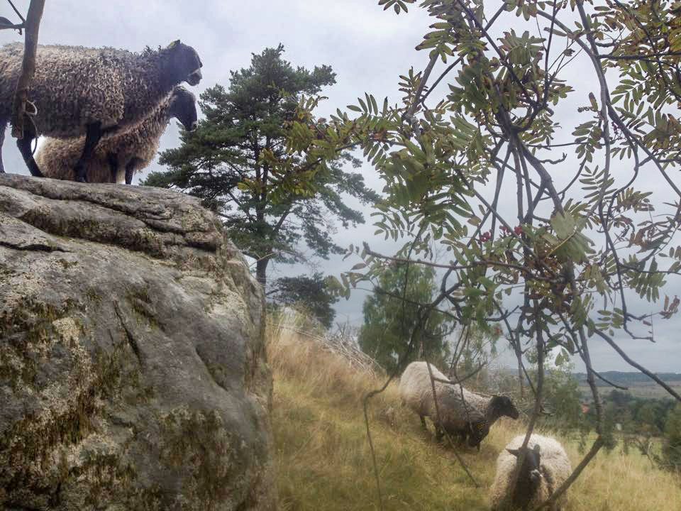 Our sheep and lambs keep the grass in our ski slope short.