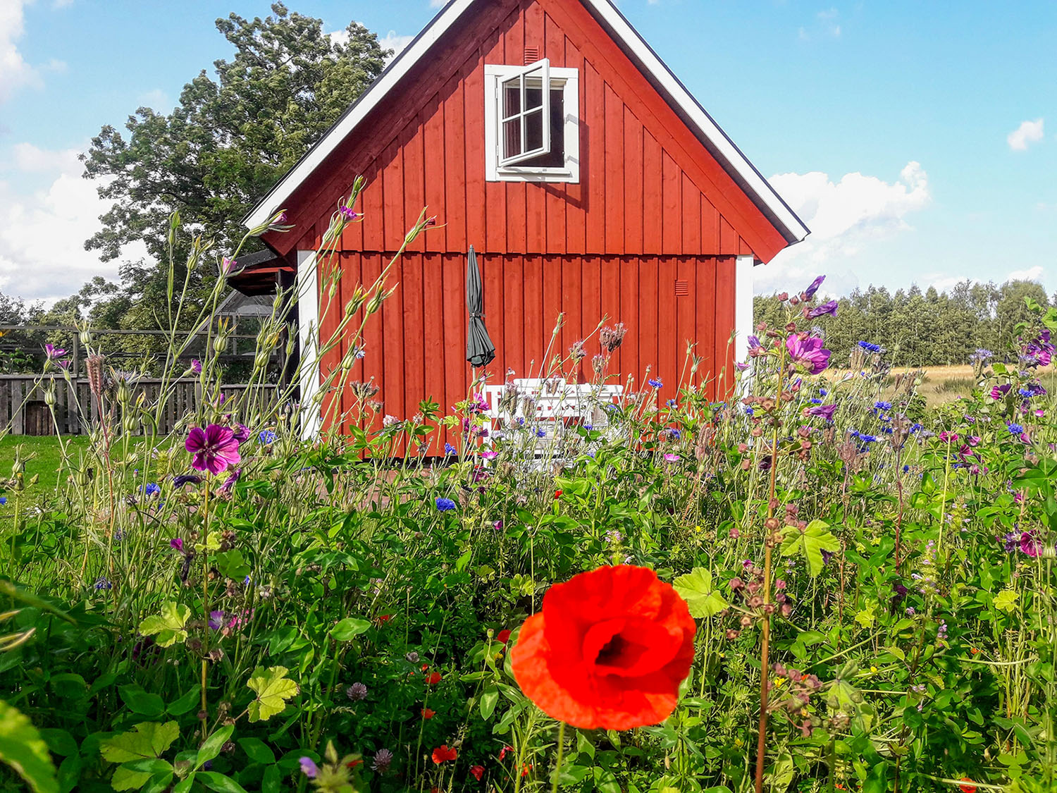 There are lots of flowers close to the old cottage.