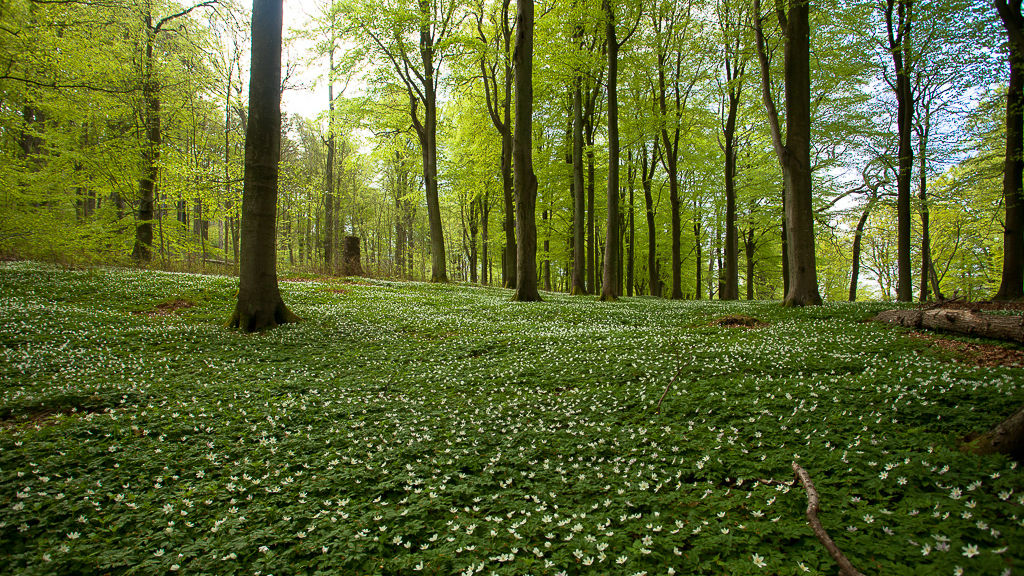 Det finns många sorters skogar runt Brösarp, bland annat bokskogar, som vackrast när löven spirar och vitsipporna blommar.