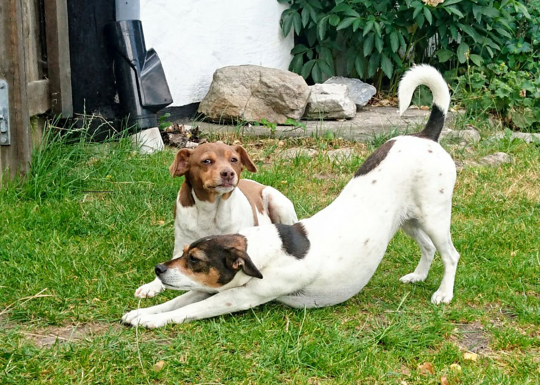 Farm dog Yazzi relaxes while his doughter Milou performs yoga.