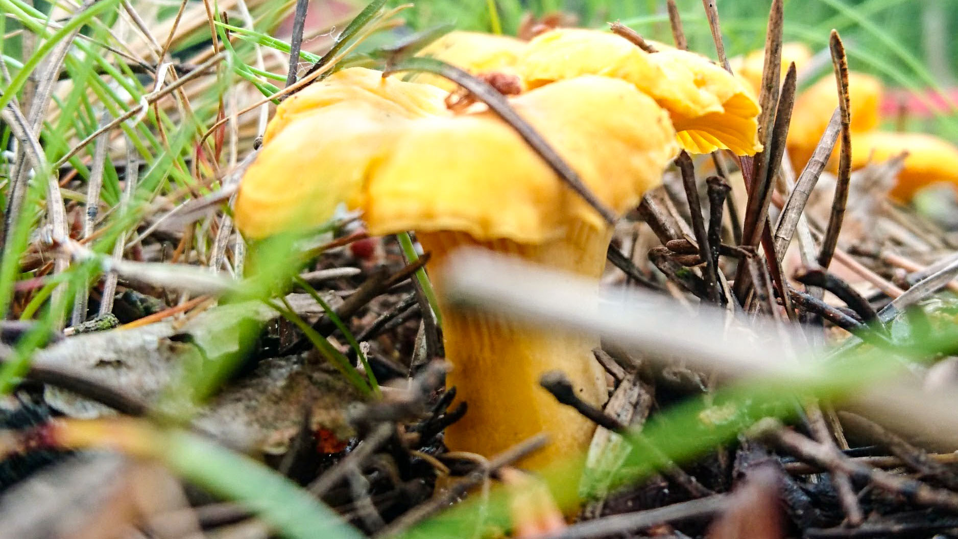 Varje årstid har sina lockelser, från sensommar till höst är det svamparna och skogens gula guld, kantarell.