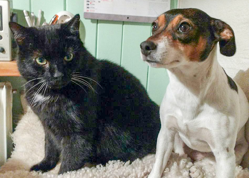 The farm cat Morris with his barking friend Milou.