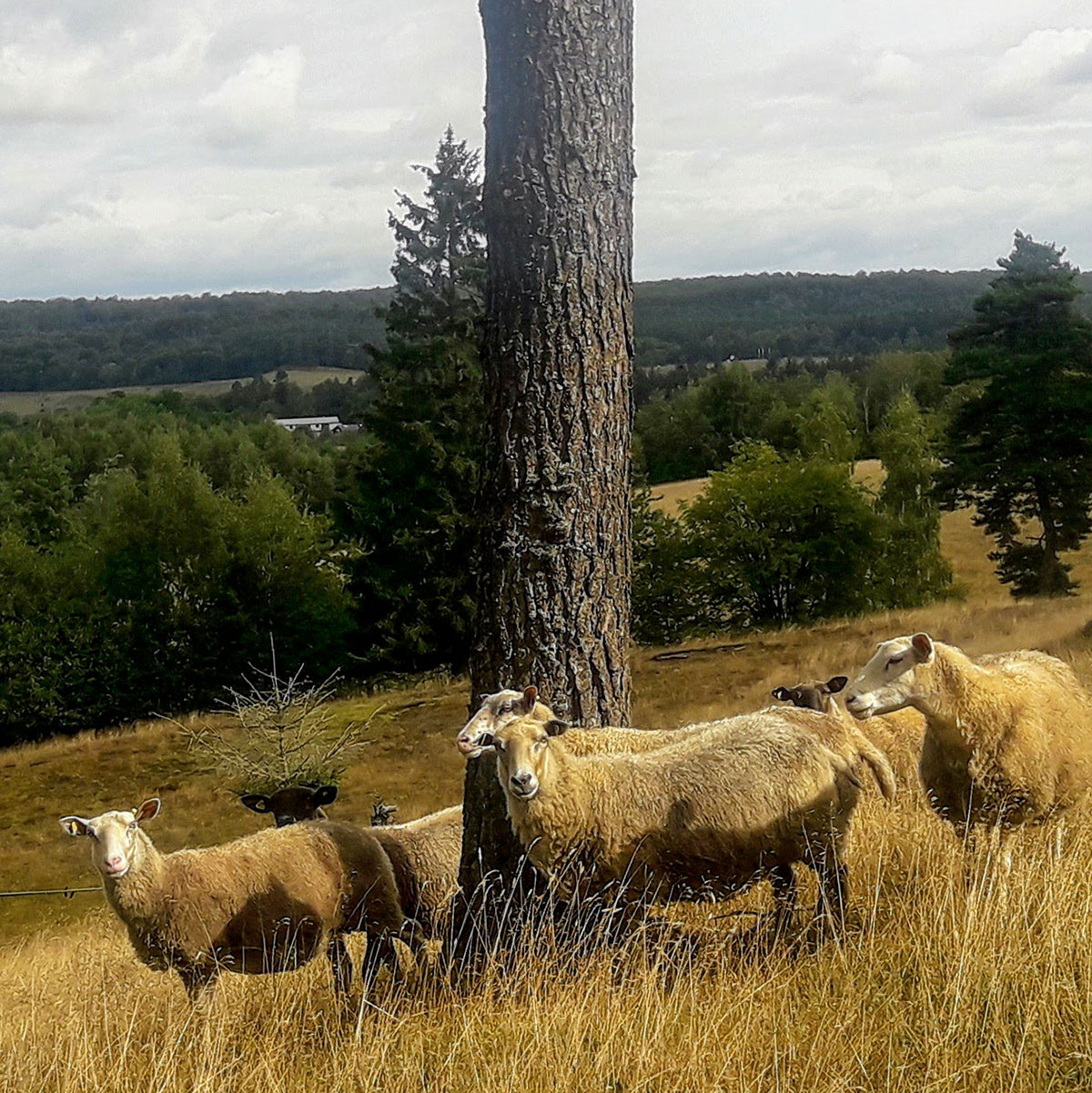 Sheep are grazing on the rolling hills around Källagården.
