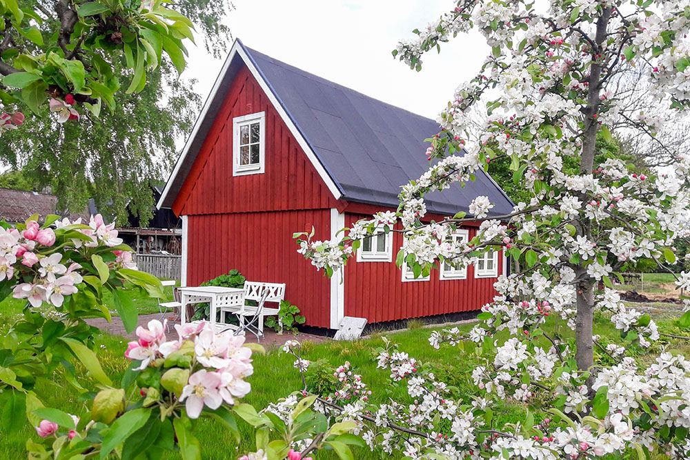 Behind the old cottage are a few apple trees, with blommoms in early summer and delicious fruits in the fall.